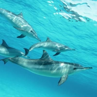 Dauphins Sataya